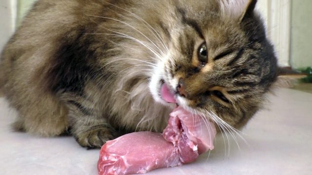 Kucing Liar Melahap Daging Mayat Diungkap Sebuah Penelitian