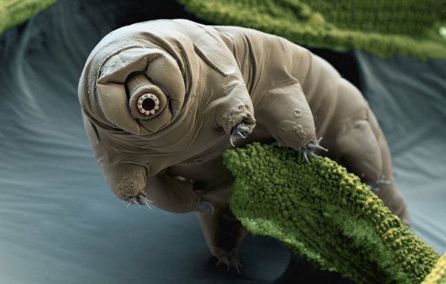 Tardigrada, Mahluk Terkuat di Bumi Ternyata Memiliki Kelemahan