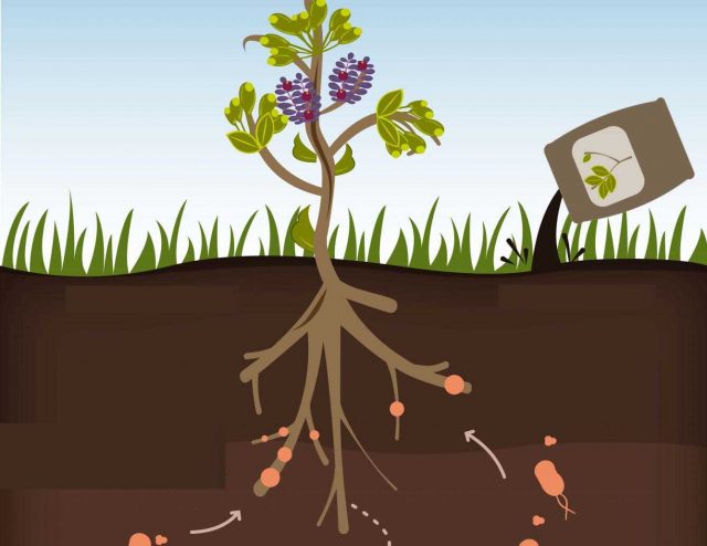 Tanaman Memanipulasi Lingkungan Tanah Untuk Mendapatkan Nutrisinya