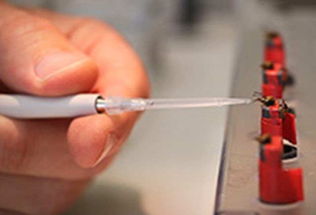 Ada Kesamaan Aktivitas Otak Antara Manusia dan Lebah