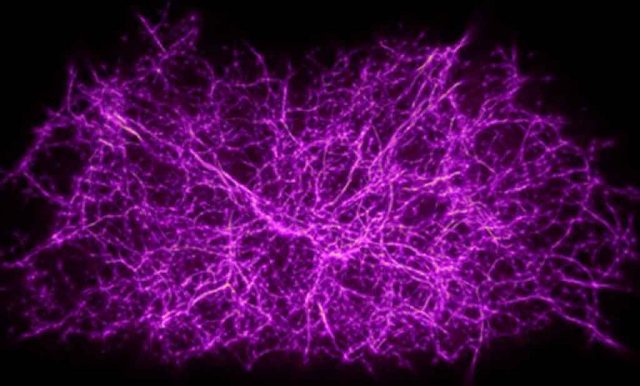 Jamur Lendir Tumbuh dengan Pola yang Sama Seperti Alam Semesta Saat Terbentuk