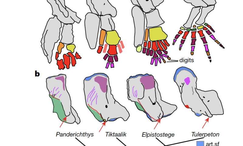 Evolusi dari sirip