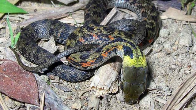 Sejenis Ular Berevolusi Mengambil Racun dari Mangsanya