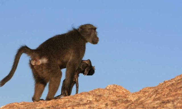 Induk Babun Menggendong Bayinya yang Mati Hingga 10 Hari