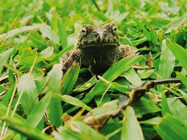 Katak Betina Mencari Pejantan yang Tangguh, Meski dari Spesies Lain