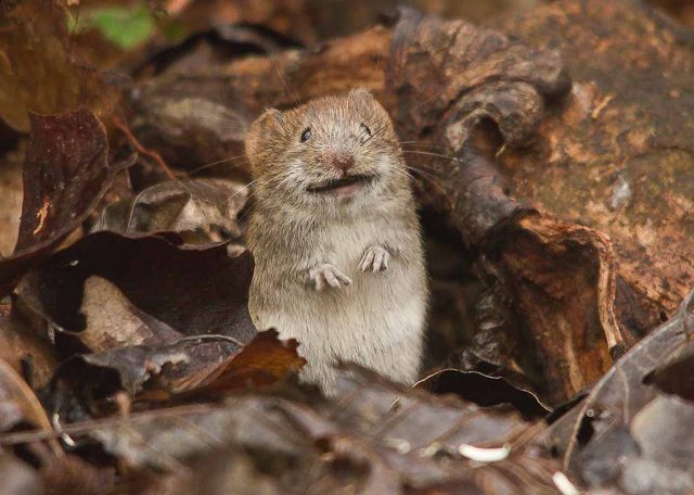 Tikus Enggan Mencelakai Tikus Lain, Empati Bukan Monopoli Manusia