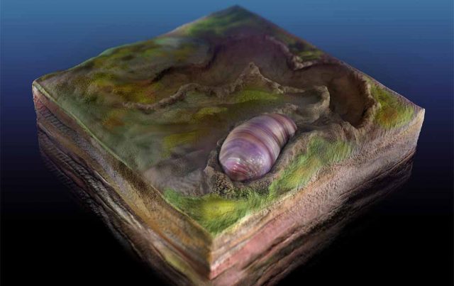 Ditemukan Nenek Moyang Paling Awal dari Berbagai Hewan Saat Ini