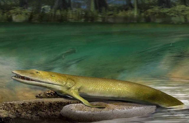 Ikan Purba Ini Menunjukkan Bukti Pertama dari Evolusi Jari Tangan