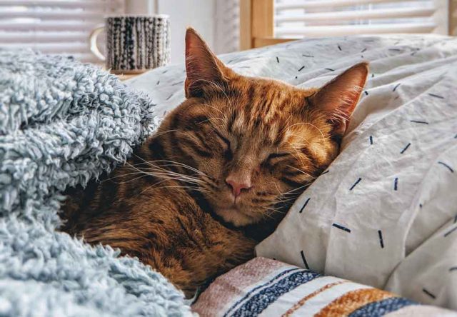 Penjelasan Ilmiah Mengapa Kucing Tidak Akan Tertular COVID-19