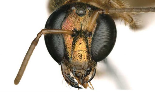 Ditemukan Lebah Setengah Betina Setengah Jantan