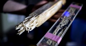 Bakteri dari Cacing Kapal Bisa Merusak Dermaga dan Menenggelamkan Kapal