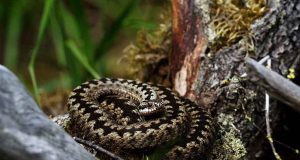 Kamuflase Unik dari Ular Beludak Eropa Diidentifikasi Para Ilmuwan