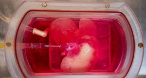 Ilmuwan Berhasil Membuat Hati Mini dan Mentransplantasikannya pada Tikus