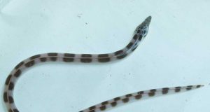 Belut Ular Bisa Menerobos Merobek Perut Pemangsanya Untuk Melarikan Diri