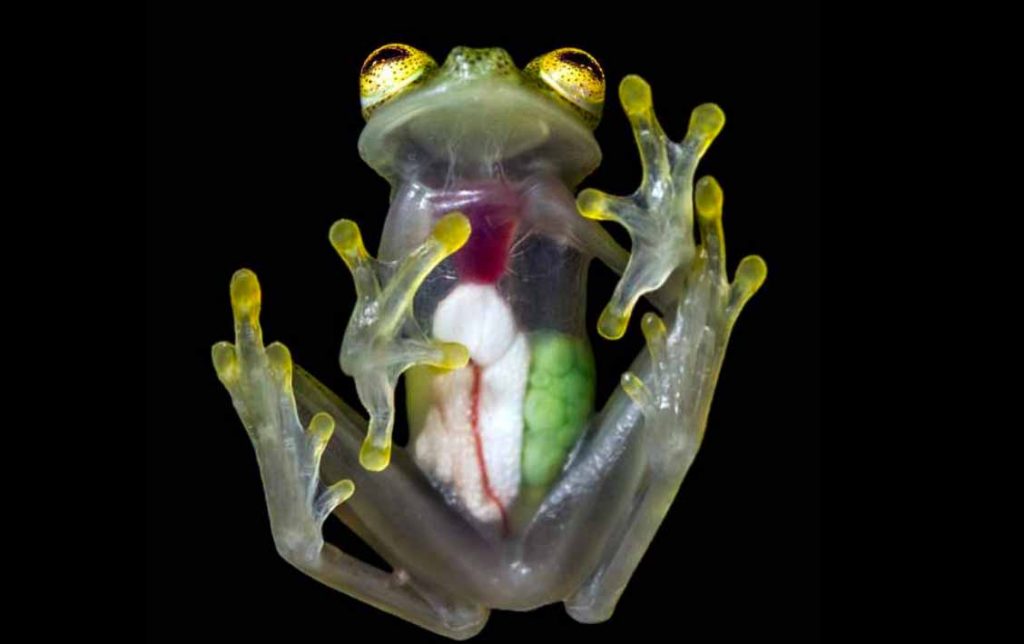 Mengapa Katak Kaca ini Terlihat Transparan ? ikons.id