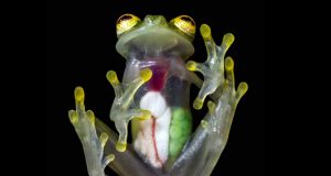 Mengapa Katak Kaca ini Terlihat Transparan ?