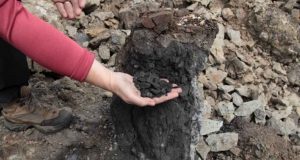 Kepunahan Massal Paling Mengerikan Akibat Pembakaran Batubara 250 Juta Tahun yang lalu