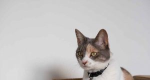 Para Fisikawan Menemukan Cara Menyelamatkan Kucing Schrödinger