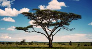 Perburuan di Area Sabana Bisa Menambah Kecerdasan Leluhur Manusia dengan Pesat