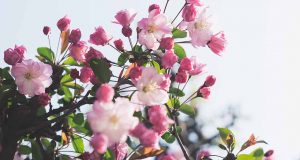 Gen yang Memberi Tahu Tanaman Kapan Harus Berbunga