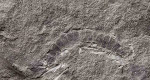 Mungkin ini Fosil dari Hewan Pertama yang Hidup di Daratan