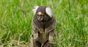 Ilmuwan Membuat Otak Monyet Lebih Besar Dengan Bantuan Gen Manusia