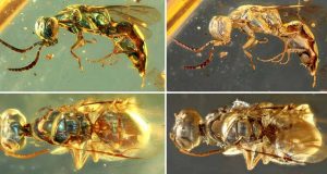 Fosil Ambar Mengungkap Keindahan Warna Serangga 99 Juta Tahun yang Lalu