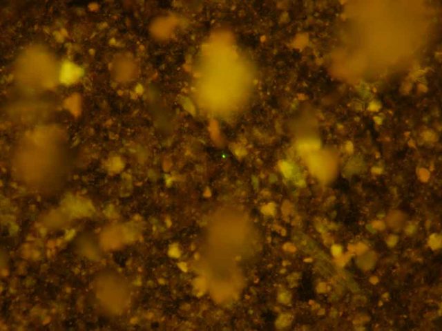 Mikroba 100 juta Tahun Berhasil Dibangunkan Kembali dari Tidurnya