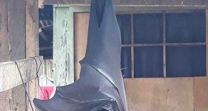 Kelelawar Raksasa Seukuran Manusia yang Sempat Viral di Media Sosial