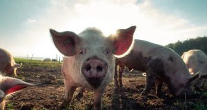 Apakah Flu Babi Akan Berkembang Menjadi Pandemi Baru?