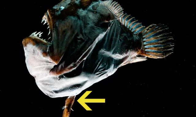 Misteri Anglerfish yang Melebur pada Tubuh Pasangannya Terpecahkan