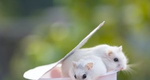 Tikus (Henry Lai/ Unsplash)