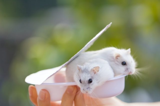 Tikus (Henry Lai/ Unsplash)
