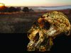 Paranthropus robustus Credit: Jesse Martin and David Strait