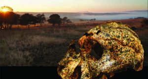 Paranthropus robustus Credit: Jesse Martin and David Strait