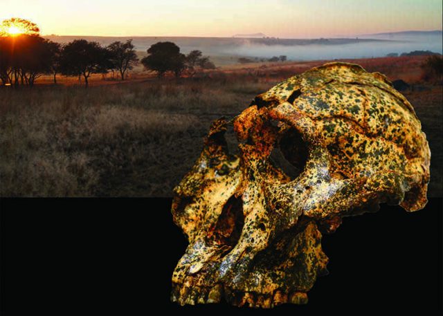 Paranthropus robustus Credit: Jesse Martin and David Strait