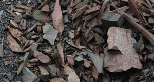 Tanaman Berevolusi, Berkamuflase Agar Tak Terlihat Manusia