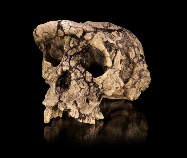 Sahelanthropus tchadensis (Credit: Didier Descouens / CC BY-SA 4.0)