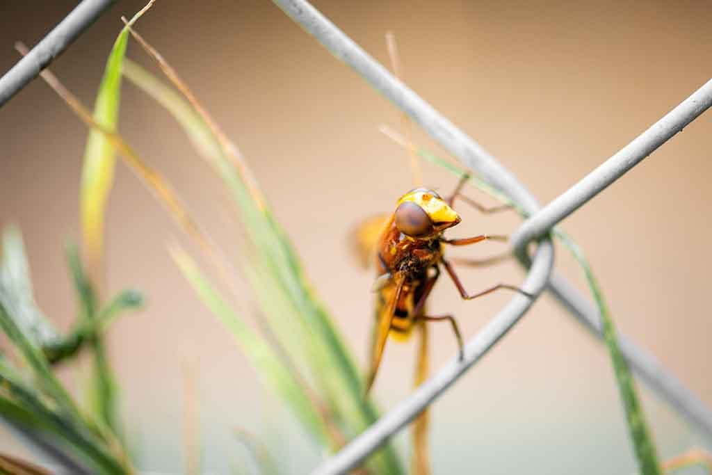 Charles Darwin Benar Tentang Mengapa Sebagian Serangga Tak Bisa Terbang ...