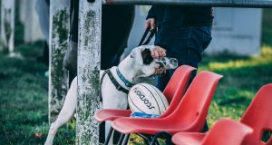 Anjing Terlatih Dapat Mendeteksi COVID-19 Hanya dengan Mencium Aroma Keringat