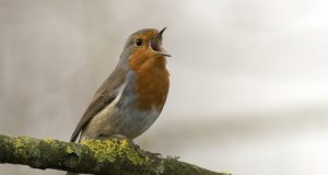 Kicauan Burung Alami Meningkatkan Kesehatan Mental Manusia (Jan Meeus/Unsplash)