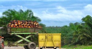 Boikot Minyak Sawit Mungkin Bukan Cara Terbaik untuk Menyelamatkan Lingkungan