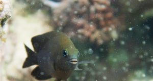 Ikan ini Memelihara Udang Untuk Menyuburkan Kebun Alganya Ikan damsel sirip panjang. (Rohan Brooker)