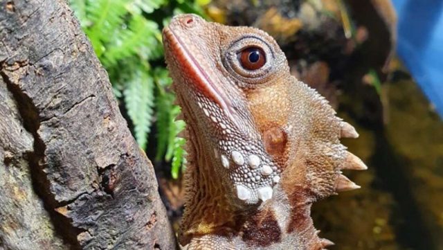Naga hutan Boyd (Credit: SEA LIFE Aquarium.)