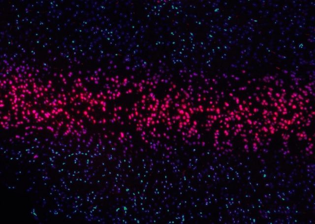 (National Cancer Institute/Unsplash)