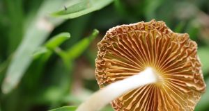 (Nadir sYzYgY/Unsplash)