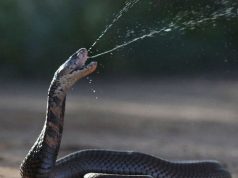 Kobra meludah Mozambik (Naja mossambica)