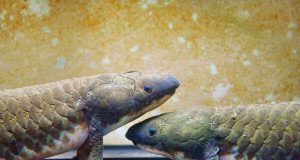 Lungfish Australia (Neoceratodus forsteri). (Haus des Meeres aquazoo)