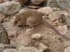 Tikus gunung berapi Pinatubo yang ditemukan kembali, dianggap punah (Credit: Danny Balete, Field Museum)