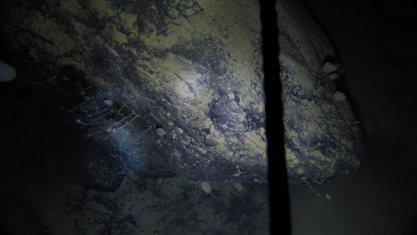Hewan yang tidak bergerak - mirip dengan spons dan kemungkinan beberapa spesies yang sebelumnya tidak diketahui - menempel pada batu besar di dasar laut.